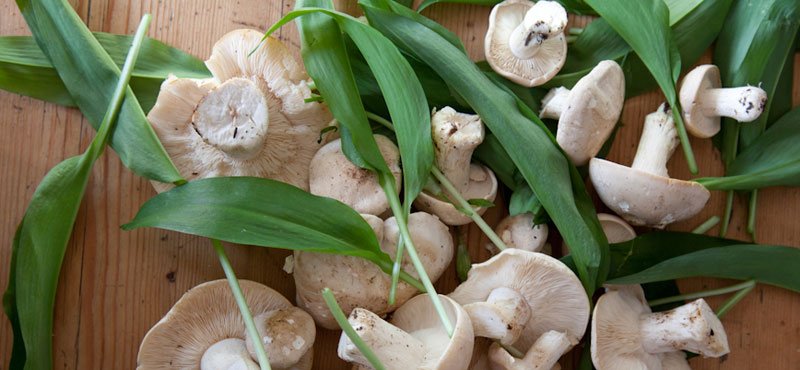 St Georges Mushrooms