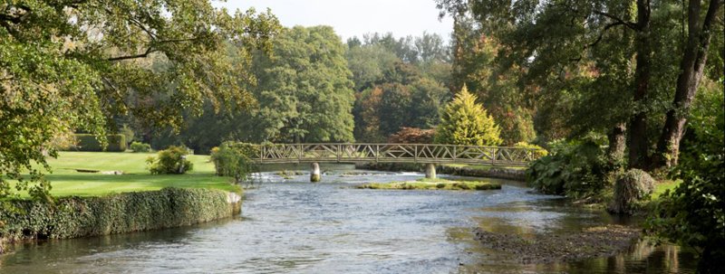 Chalk Stream Trout