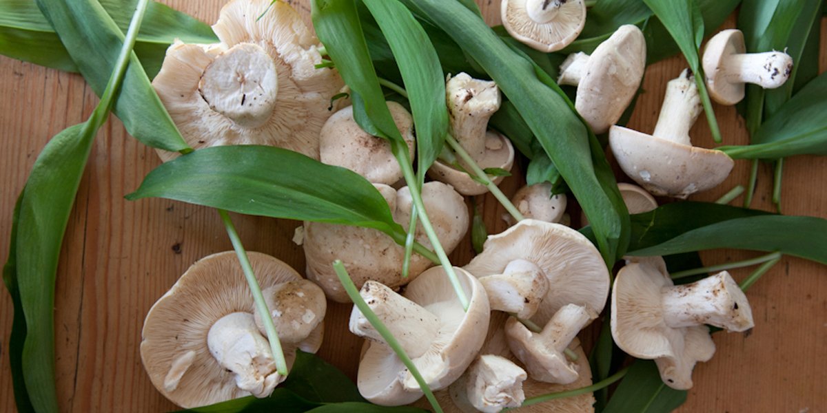 St Georges Mushrooms