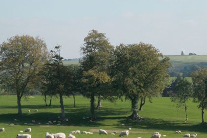 lamb and mutton