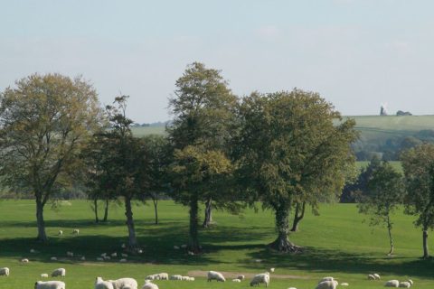 lamb and mutton